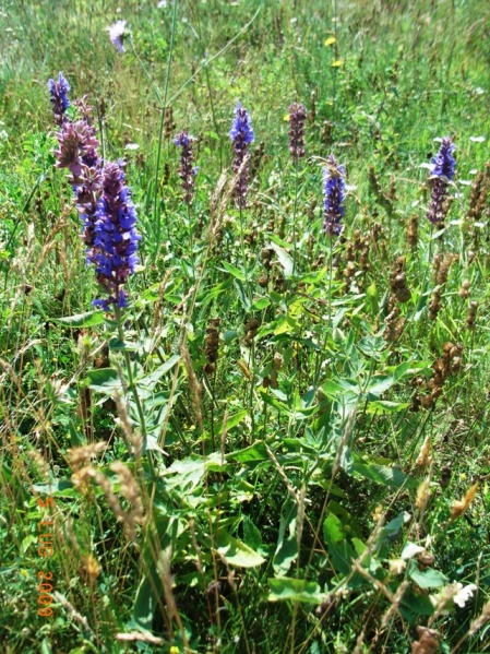 Salvia nemorosa